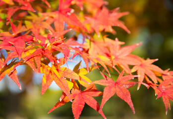 Fototapeta premium 秋の紅葉風景／色づいたモミジの葉