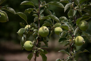fresh and organic apples on the tree