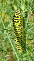 Anise swallowtail caterpillar on fennel, in a garden in Cotacachi, Ecuador