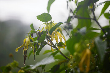 Water drops on Ylang-Ylang flower 
