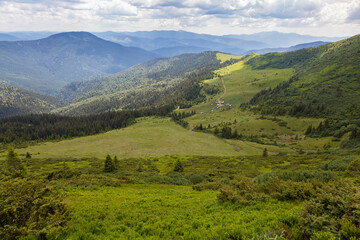 Fototapeta na wymiar Meadows Polonyna where sheep and cows graze, hiking and tourism in Chornohora, Carpathians