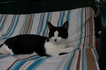 cute black and white cat in the garden