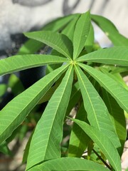 Photo of green leaves outdoors in sunlight