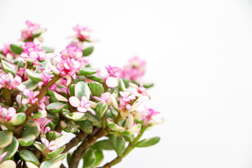 Close up of Portulacaria Afra succulent plant (also known as Elephant bush) blossoming on left side of frame with pink flowers