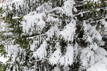 Snow Covered Trees After The Storm