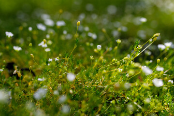 Tiny blurry green landscape. Dew on Irish moss.