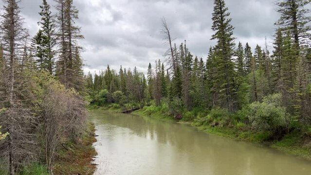 Views of Weaselhead flats wetlands in the city of Calgary, Alberta on a cool summer day.