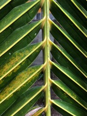 close-up photo of coconut leaves