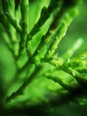 MacroGreen
