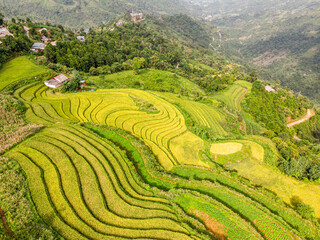 Fototapeta na wymiar Rice on the terraced fields are ripe yellow interspersed with villages in Lao Cai, Vietnam