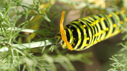 Fototapeta premium Anise swallowtail caterpillar on fennel, in a garden in Cotacachi, Ecuador