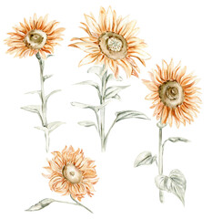 Hand drawn set of summer flowers and leaves