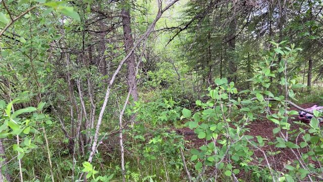 Views of Weaselhead flats wetlands in the city of Calgary, Alberta on a cool summer day.