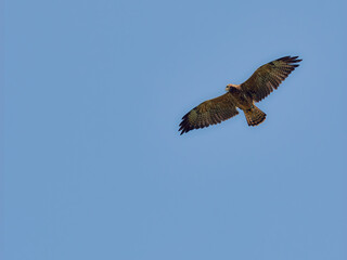 A large bird of prey in flight from below in daytime sunlight