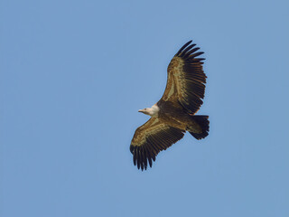 A large bird of prey in flight from below in daytime sunlight