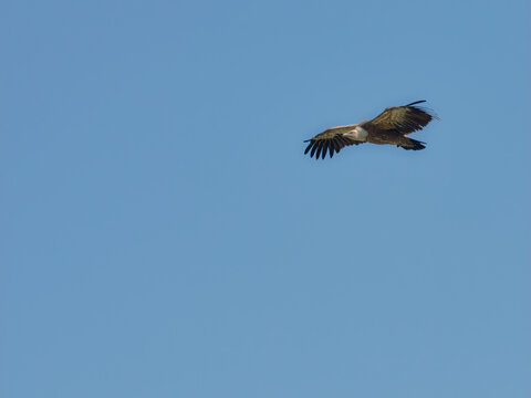 A large bird of prey in flight from below in daytime sunlight
