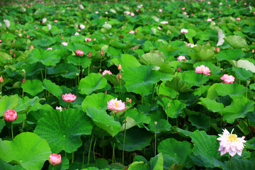 Obraz na płótnie Canvas beautiful scenery of blooming Peony Lotus flowers,many colorful Peony Lotus flowers blooming in the pond in summer 