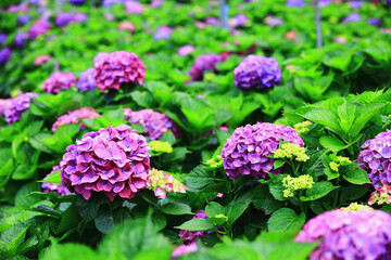 beautiful scenery of blooming Hydrangea(Big-leaf Hyrdangea) flowers,many colorful Hydrangea flowers blooming in the garden at sunny summer
