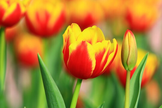 amazing view of blooming colorful Tulip flowers,beautiful yellow with orange Tulip flowers blooming in the garden