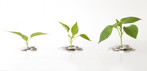 plants grow from coins isolated on white background