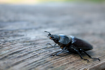 Close-up of a black beetle on a wooden board