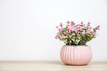 Succulent Jade Plant (Portulacaria afra also known as Elephant Bush) in a pink pot on right side of wooden desk, blooming with green leaves with pink highlights