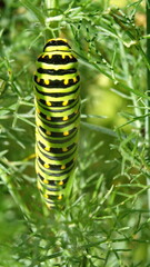 Anise swallowtail caterpillar on fennel, in a garden in Cotacachi, Ecuador