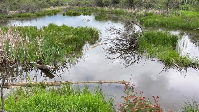 Views of Weaselhead flats wetlands in the city of Calgary, Alberta on a cool summer day.
