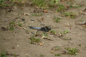male black tailed skimmer dragonfly (Orthetrum cancellatum)