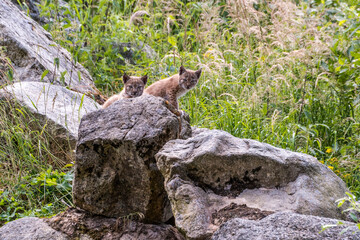 Luchs