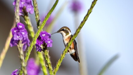 Female white-bellied woodstar (Chaetocercus mulsant) hummingbird perched on a twig, feeding from a porterweed flower, in a garden in Cotacachi, Ecuador
