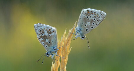 Two chalk hill blue butterflies resting on a grass head, Somerset, UK