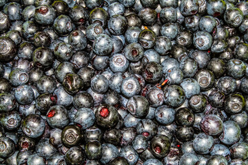 Blueberries