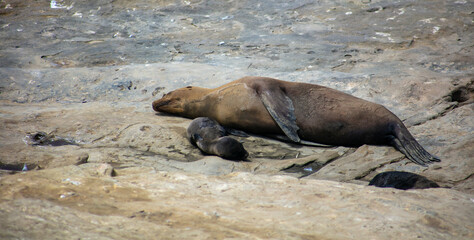 California Sea Lions on the Shore Resting and Sunning