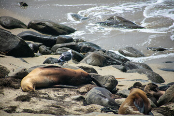 California Sea Lions on the Shore Resting and Sunning