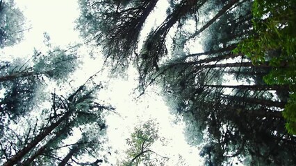Tree tops Colombian rainforest on circular movement nadir panning 