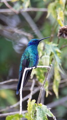Sparkling violetear (Colibri coruscans) hummingbird perched on a twig in a garden in Cotacachi, Ecuador