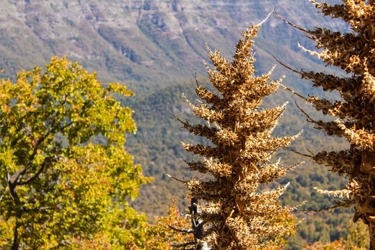 Dried Puya chilensis, Chagual flower on a mountain at the Seven Cups National Park, Chile