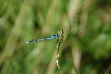 male common blue damselfly (Enallagma cyathigerum)