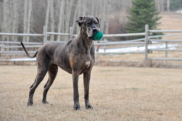 Obraz premium Great Dane dog playing with ball in mouth in off leash area