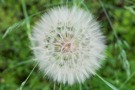 Blurred image of a large dandelion on a background of green grass.