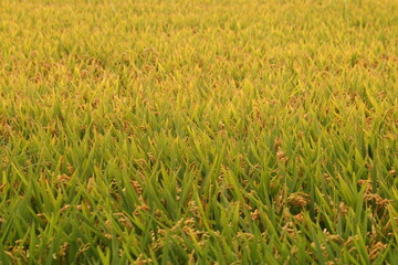 Plantas y flores hermosas