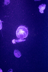 jelly fish