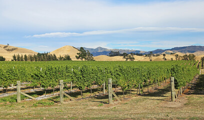 Fototapeta na wymiar In the vineyard - New Zealand