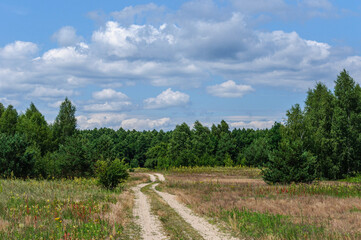 Fototapeta na wymiar A sandy, well-trodden road through a birch-pine forest and a blue sky with clouds above it. Ukraine