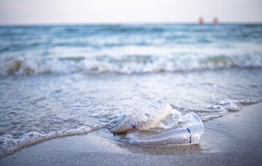 Dead jellyfish lie on a sandy shore signed by water on the Sea of Azov