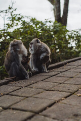Naklejka premium Monkeys along the roads of Bali, Indonesia. Tourism in Bali.