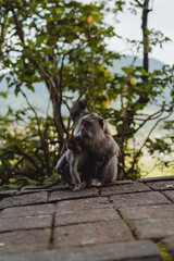 Monkeys along the roads of Bali, Indonesia. Tourism in Bali.