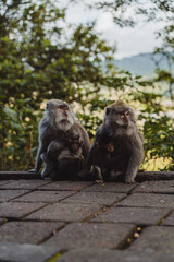 Monkeys along the roads of Bali, Indonesia. Tourism in Bali.