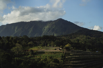 Fototapeta premium Landscapes of Bali. The mountainous area of Bedugul, view of the rice terraces.
